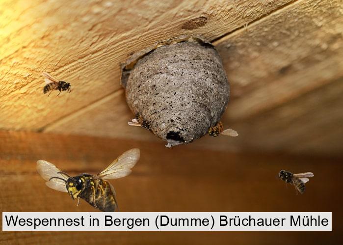 Wespennest in Bergen (Dumme) Brüchauer Mühle